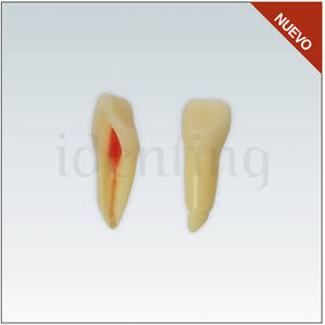 ANA4Z3RN21 Nº21 endo c/raiz natural apto RX 3 capas 10ud