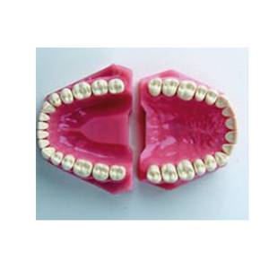 MODELO CONSERVATIVA/PROTESIS 32 DIENTES