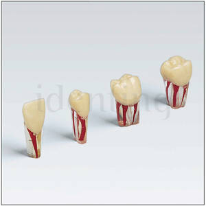 AG3 ZPUK30046 N&ordm;46 diente transparente