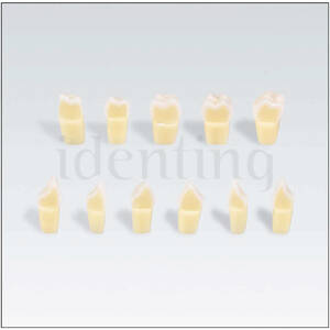 AG3ZSD12300 n&ordm; 12 diente