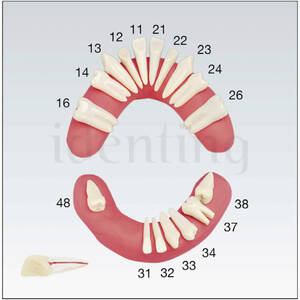 AJOPZEMS14001 dientes individuales de recambio para los modelos A-J OP 1 ud