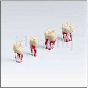 ANA4ZPUK30024 N&ordm;24 c/raiz transparente