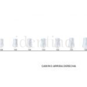 CORONAS ST5K131 CANINO SUP.DCHA. X5