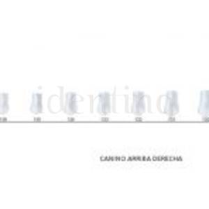 CORONAS ST5K135 CANINO SUP.DCHA. X5