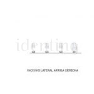 CORONAS STK5K523 INCISIVO LATERAL SUP.DCHA. X5