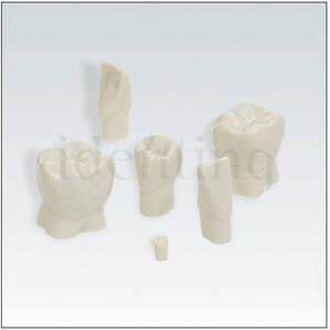 D2 Nº 46 diente individual ampliado 5 veces